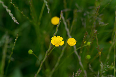 Close-up of yellow flower