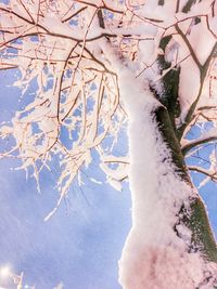 Low angle view of bare tree against sky