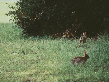 View of grassy field