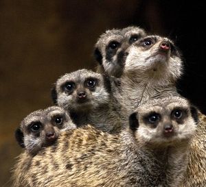 Portrait of meerkats at night