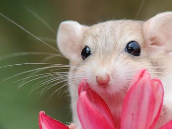 Close-up portrait of cute white pink outdoors