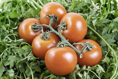 Close-up of tomatoes