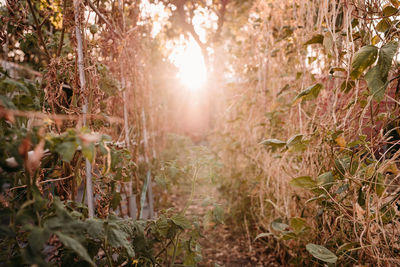 Trees growing in forest