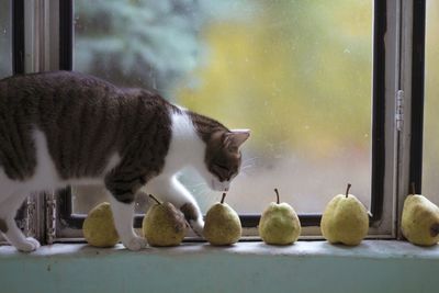 Close-up of cat smelling pears on window sill