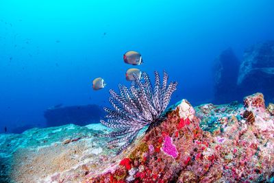 Fish swimming in sea