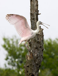 View of a bird flying against the sky