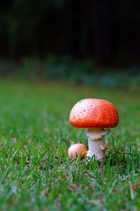 Close-up of mushroom growing on field