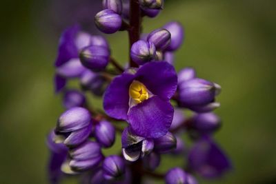 Close-up of purple flower