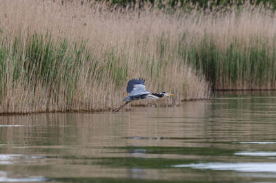 Gray heron on lake