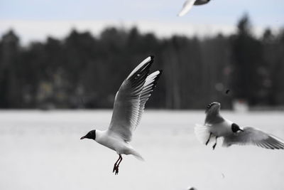 Seagulls flying in the sky