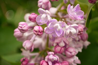 Close-up of pink flowers blooming outdoors