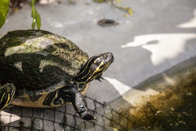 Yellow bellied turtle trachemys scripta scripta swims in a pond in southwest florida in search of 