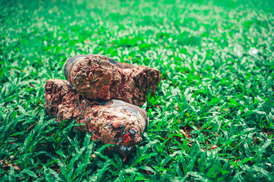 Close-up of rock on field