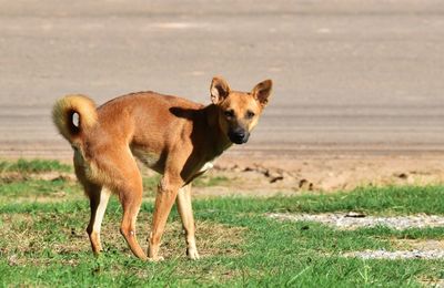 Side view of dog standing on field