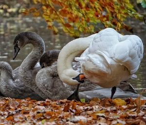 Swans on water