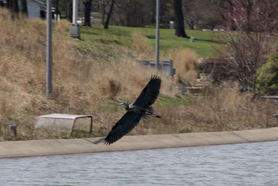 Bird flying in a row