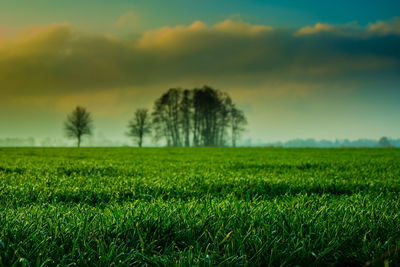 Scenic view of field against sky