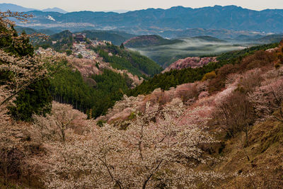 Yoshino cherry blossom