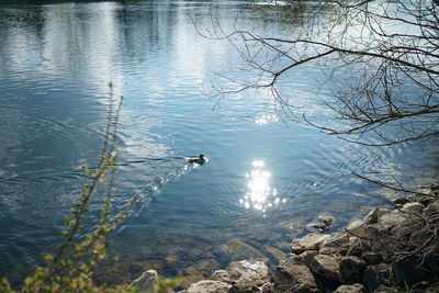 High angle view of bird swimming in lake