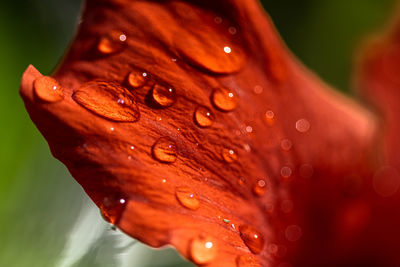 Close-up of wet red flower