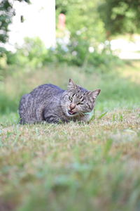 Close-up of cat