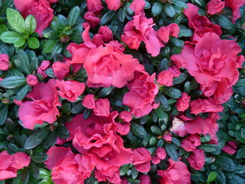 Full frame shot of pink flowering plants