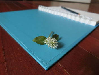 High angle view of flower on table