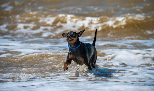 Dogs running in lake