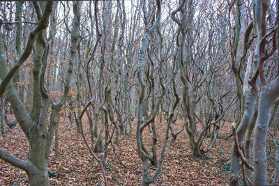 Bare trees in forest during autumn