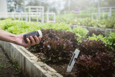 Person holding mobile phone in garden