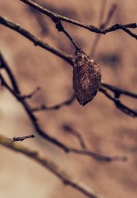 Close-up of dried plant