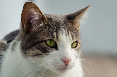 Close-up portrait of a cat