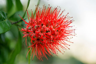 Close-up of red flower blooming outdoors