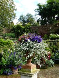 Flower trees in garden