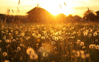 Plants growing on field against sky during sunset