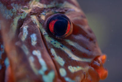 Discus symphysodon, freshwater fish native to the amazon river, in fishtank. closeup of details.