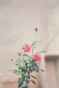 Close-up of pink flowering plant