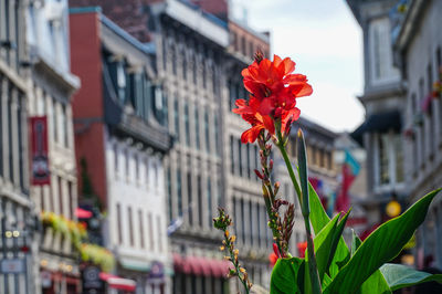 Close-up of red flowering plant against buildings in city