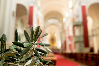 Close-up of plant against building