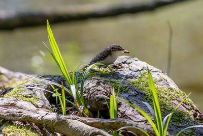 Close-up of bird perching on root