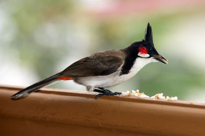 Close-up of bird eating food on railing