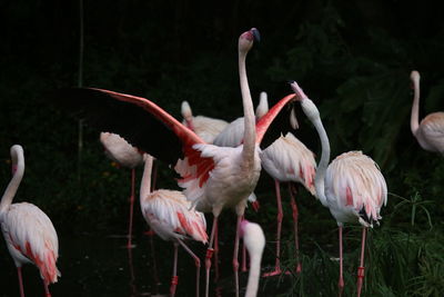 Flock of flamingos