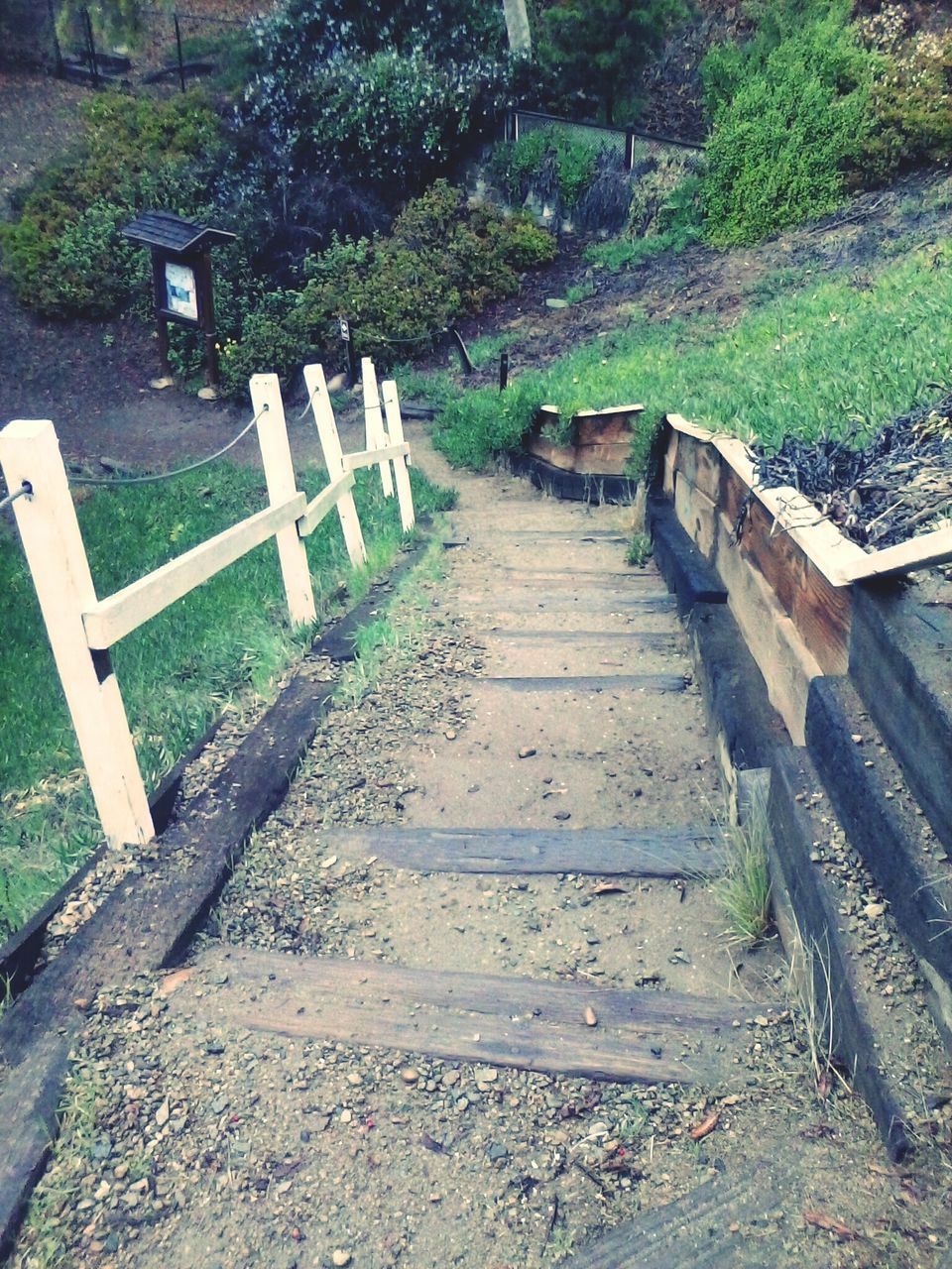 the way forward, tree, wood - material, railing, diminishing perspective, built structure, narrow, steps, empty, walkway, tranquility, vanishing point, nature, long, wooden, no people, day, sunlight, staircase, outdoors