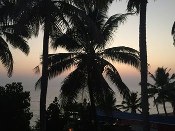 Low angle view of silhouette palm trees against sky