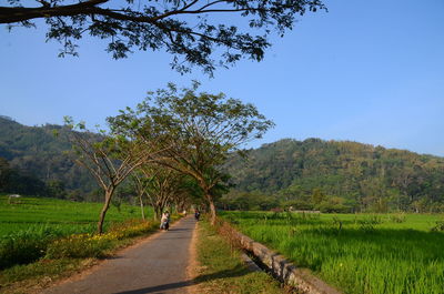 Road amidst trees on field against sky