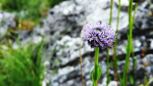 Close-up of purple flowers blooming outdoors