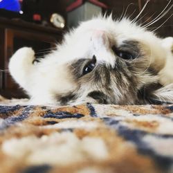 Close-up of cat resting at home