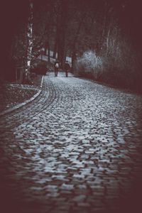 Surface level of road amidst trees in winter