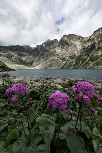 Purple flowering plants by lake against sky