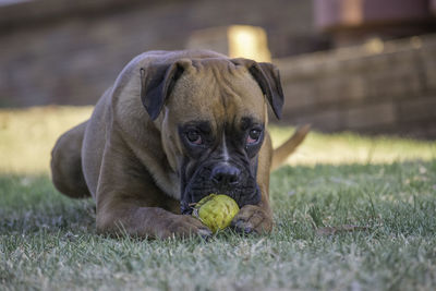 Portrait of dog relaxing on field